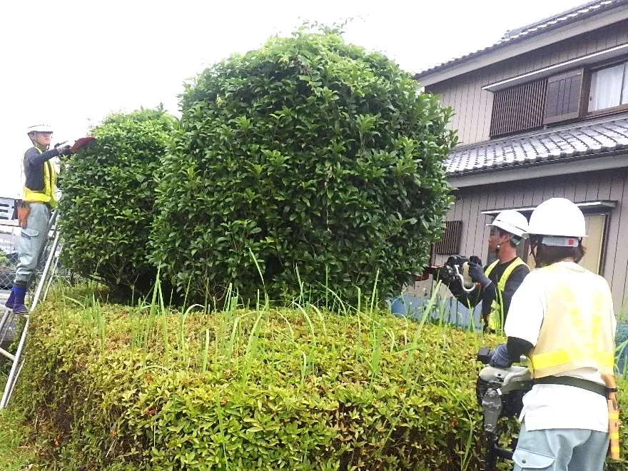 市の緑化管理委託・公園の植栽管理